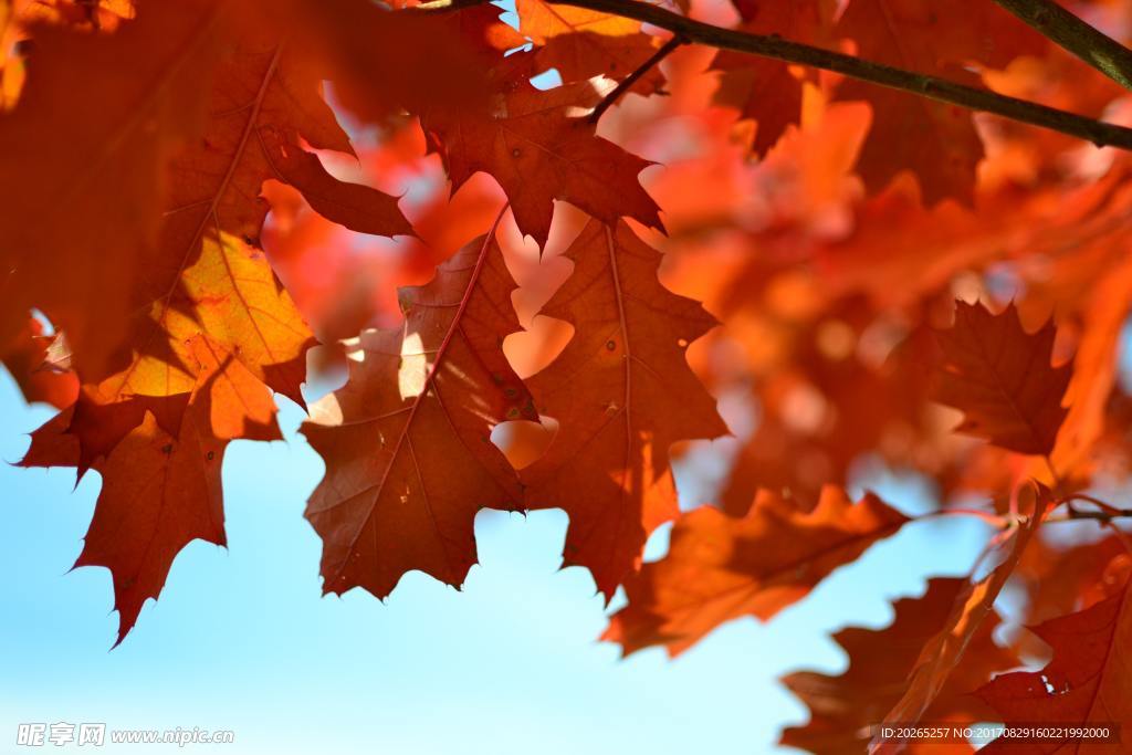 紅葉