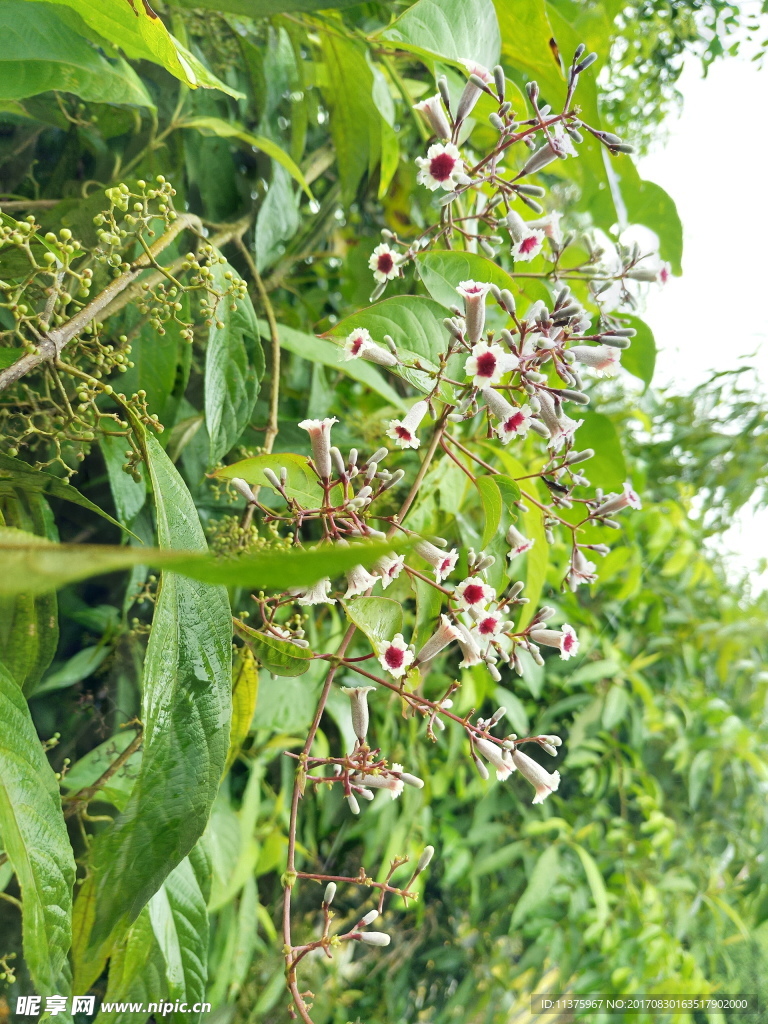 花朵素材