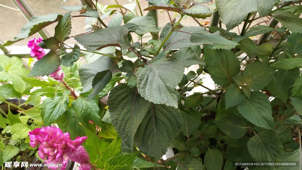 雞冠花 紫蘇