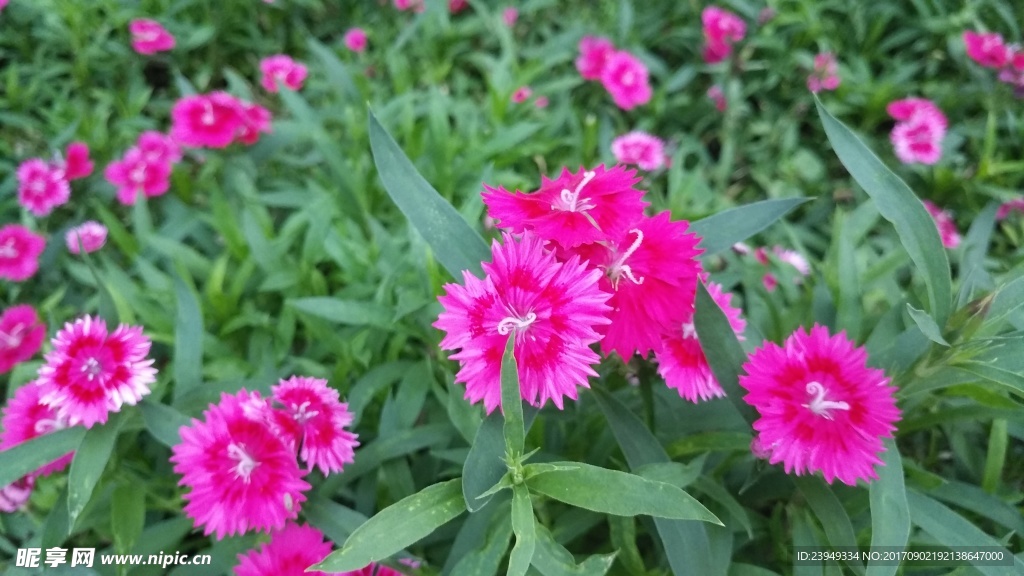 石竹花 母親花