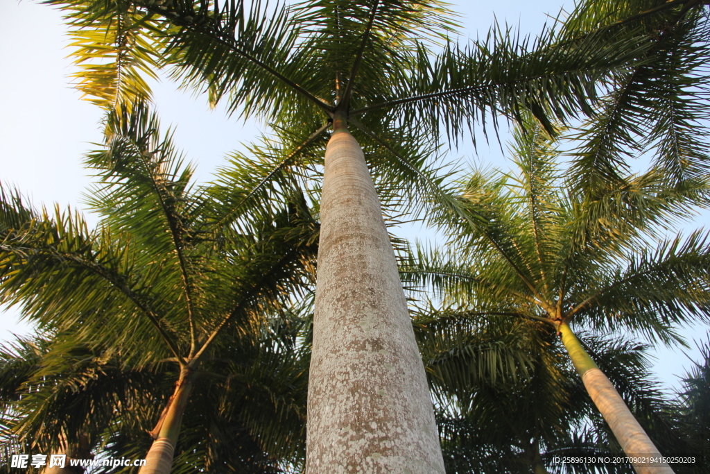 海南岛椰子林
