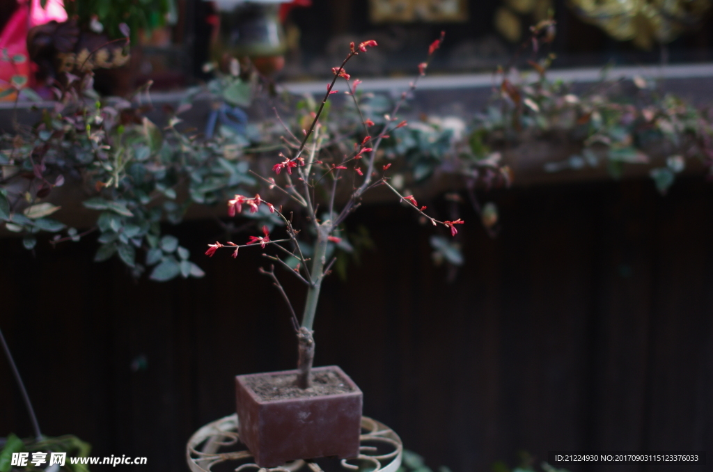 盆景花