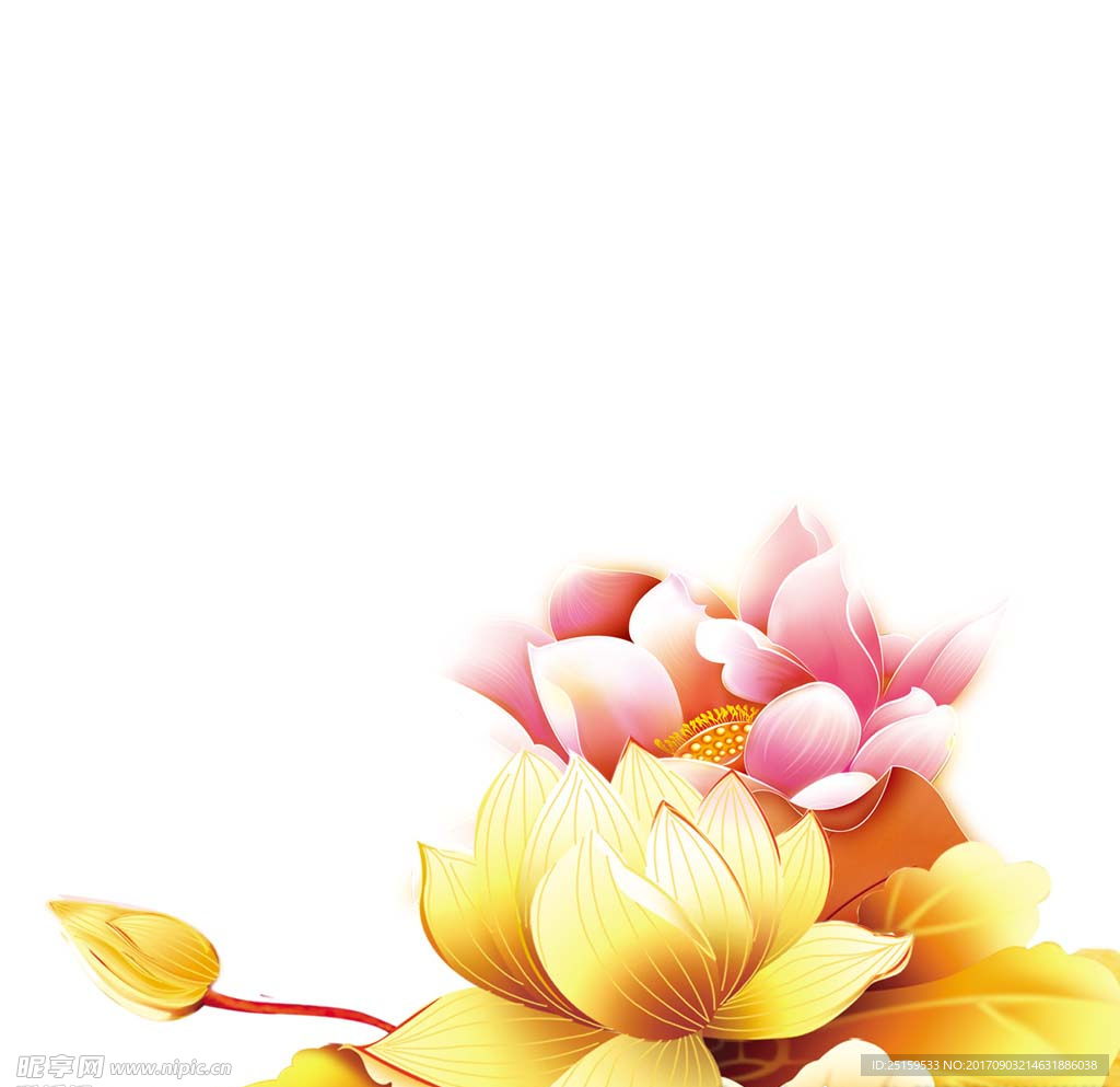 金色荷花