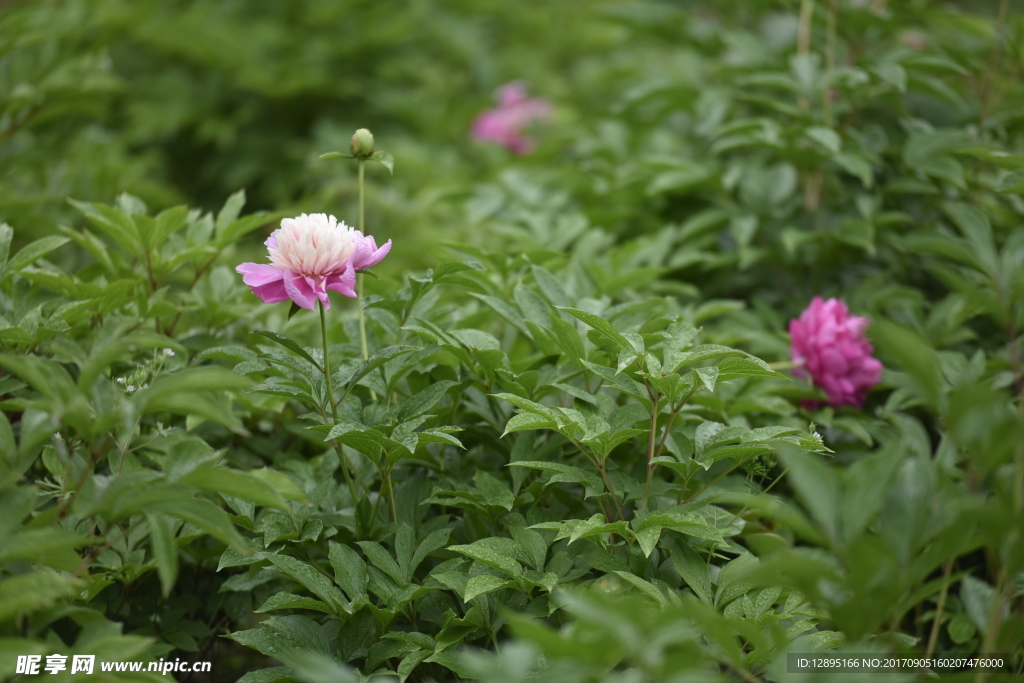 牡丹花開(kāi)