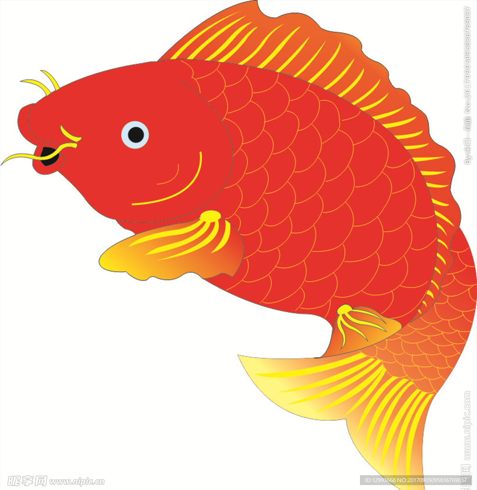 红色金鱼小金鱼鲤鱼