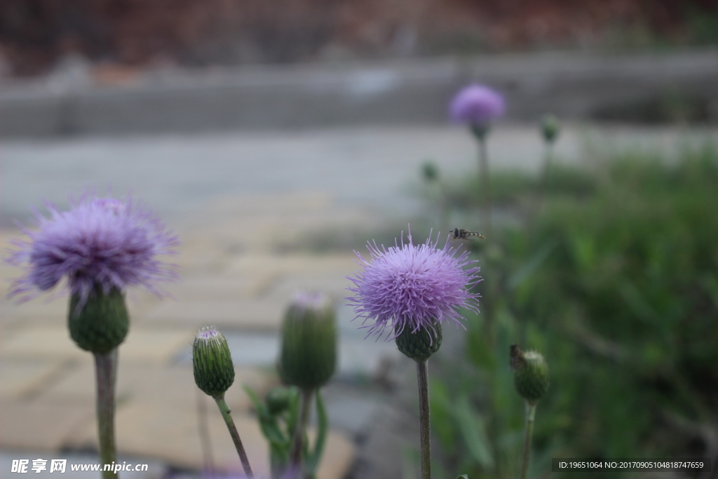 護(hù)眼撮撮芽花