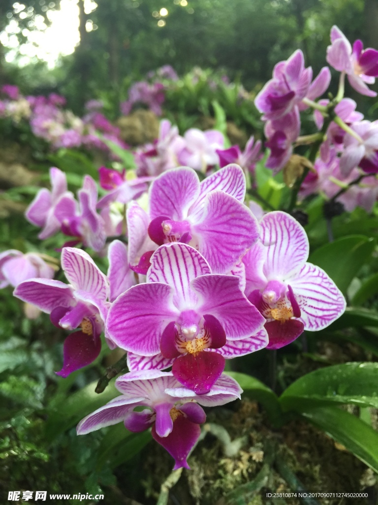 紫色的花