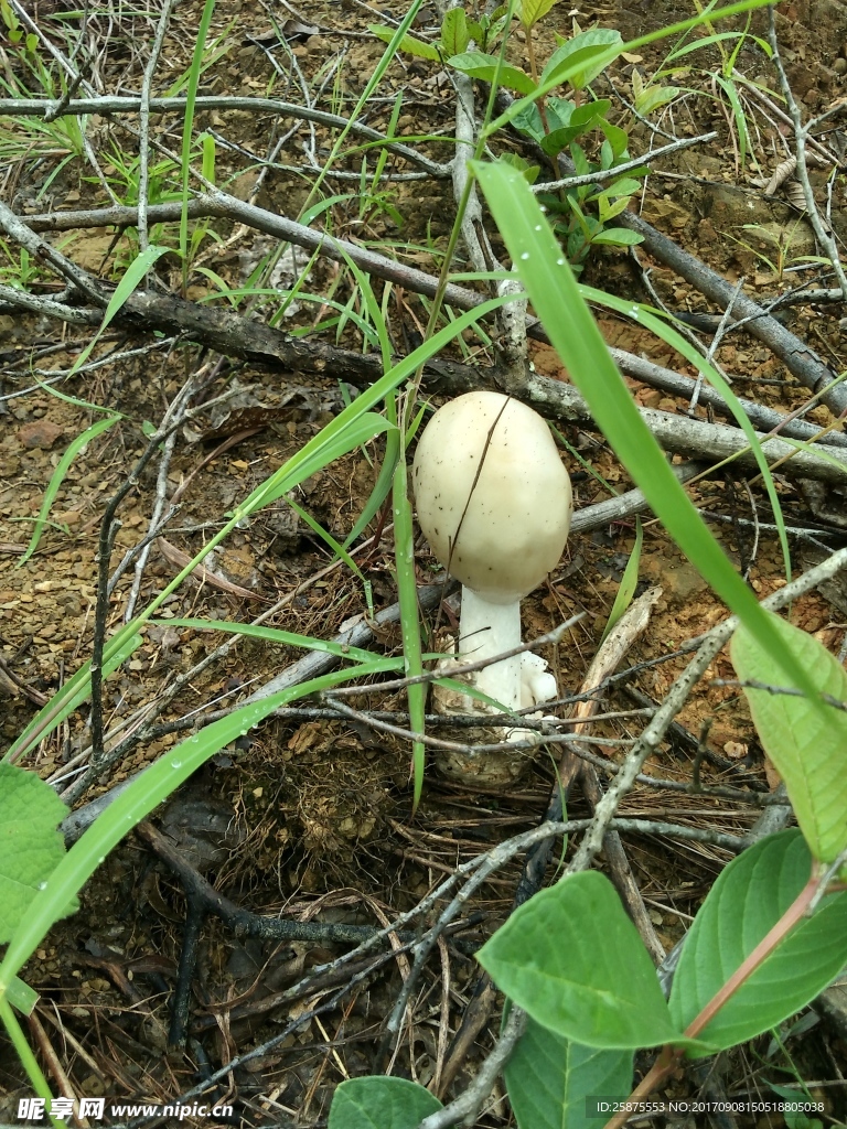 野菌