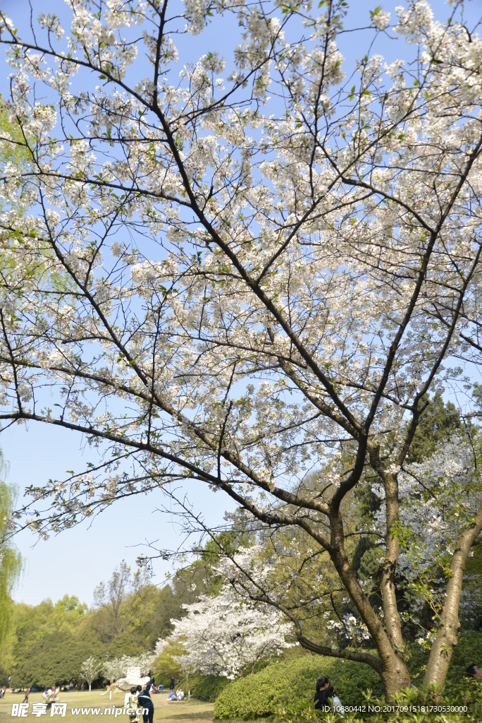 櫻花盛開
