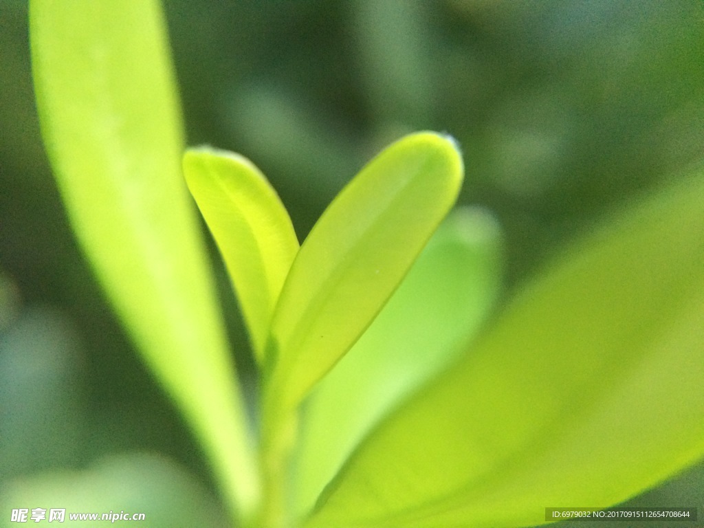 葉子