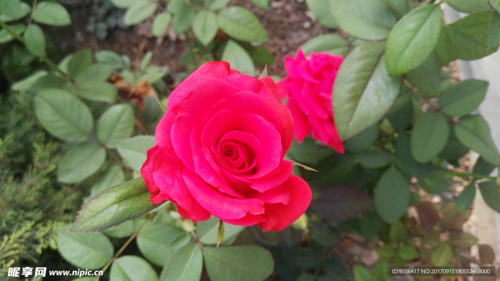 月季 月季花