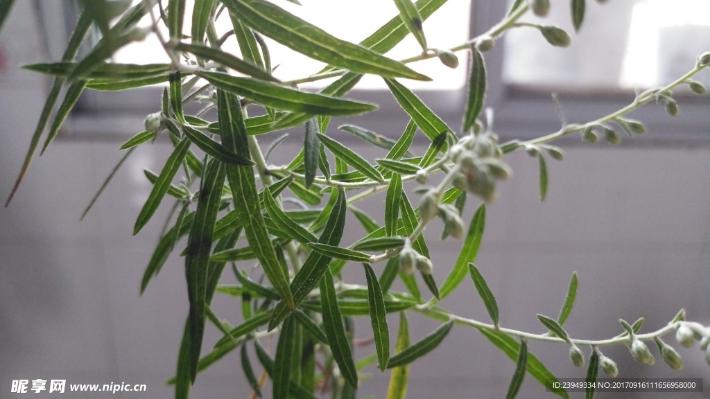 山艾葉花 蒿