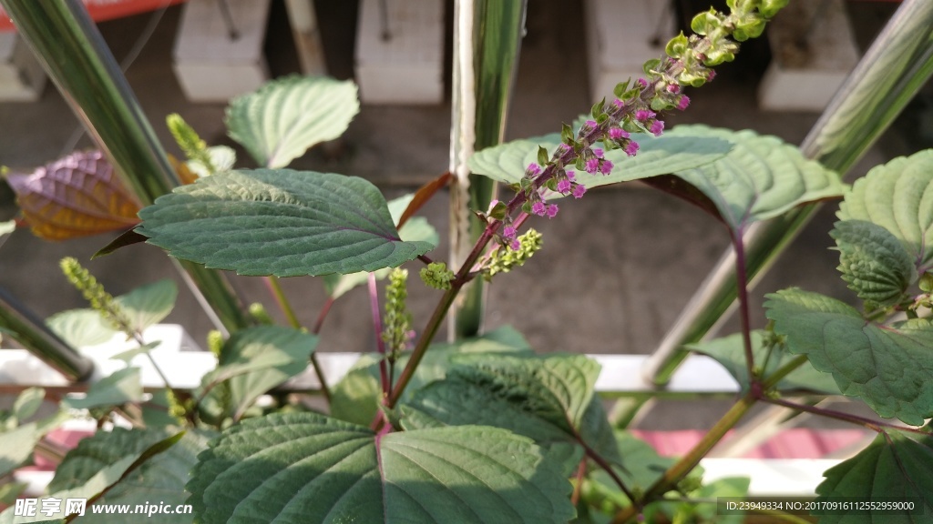 紫蘇花