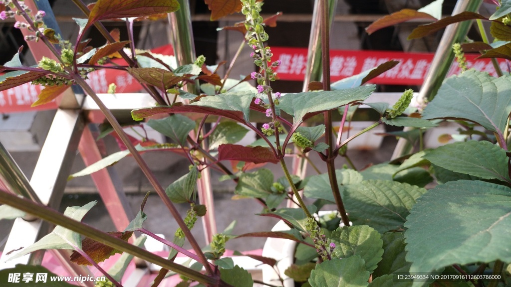 紫蘇花