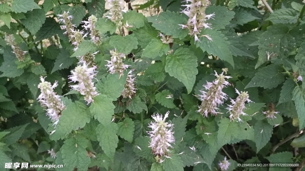藿香花