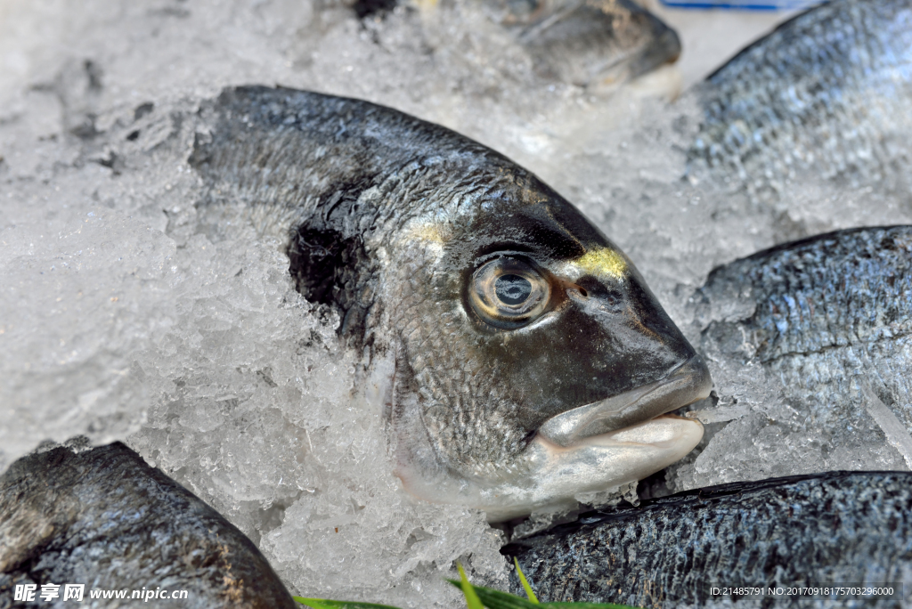 冰鮮魚