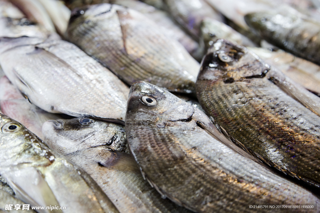 冰鮮魚