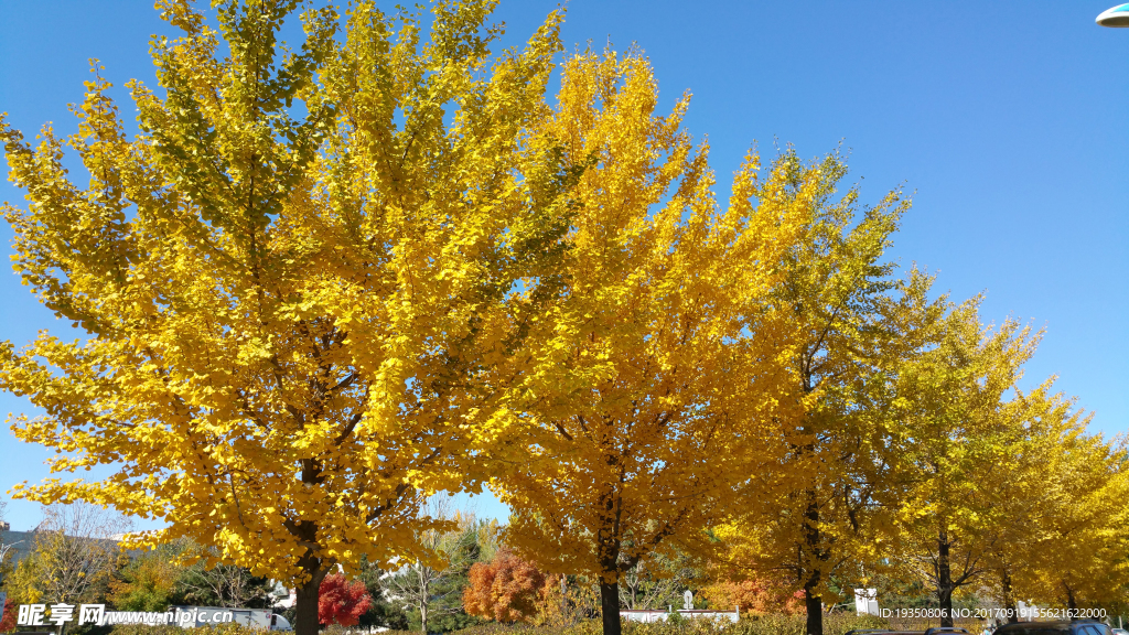 秋天 蓝天 银杏树