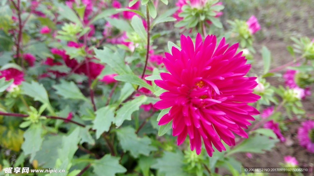 紅菊花