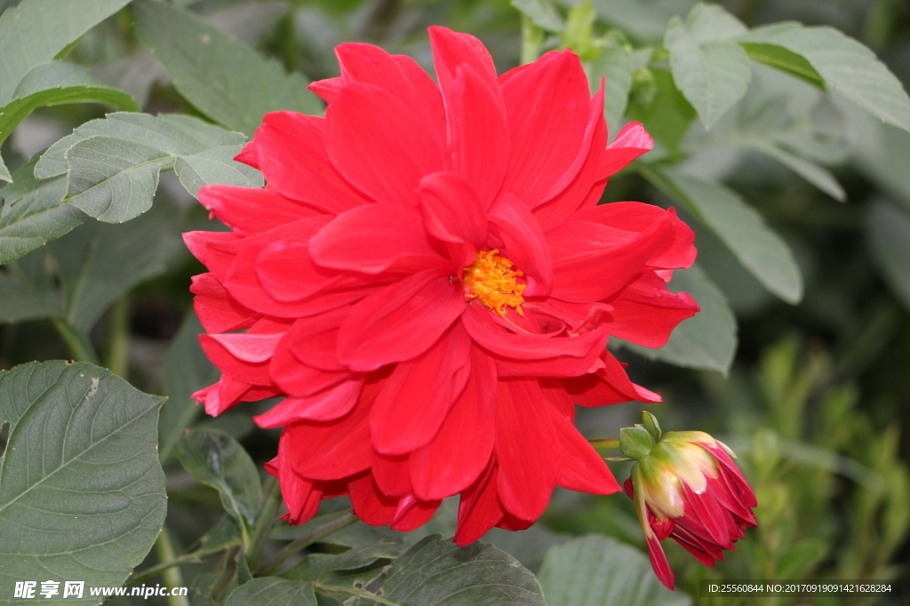 花