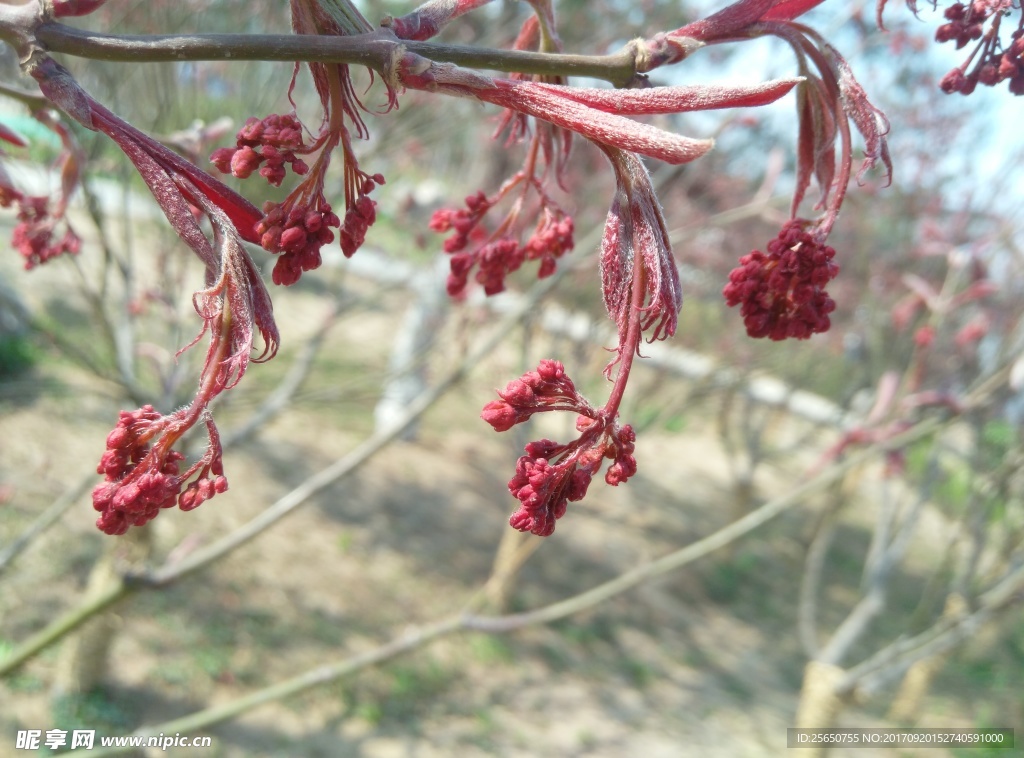 花