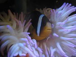 珊瑚魚
