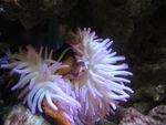 熱帶魚