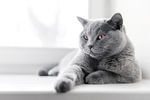 悠闲的灰色猫咪