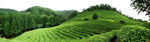 茶山茶园风景