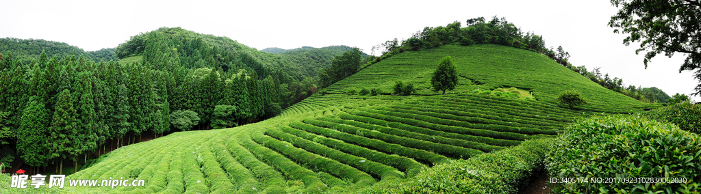 茶山茶园风景