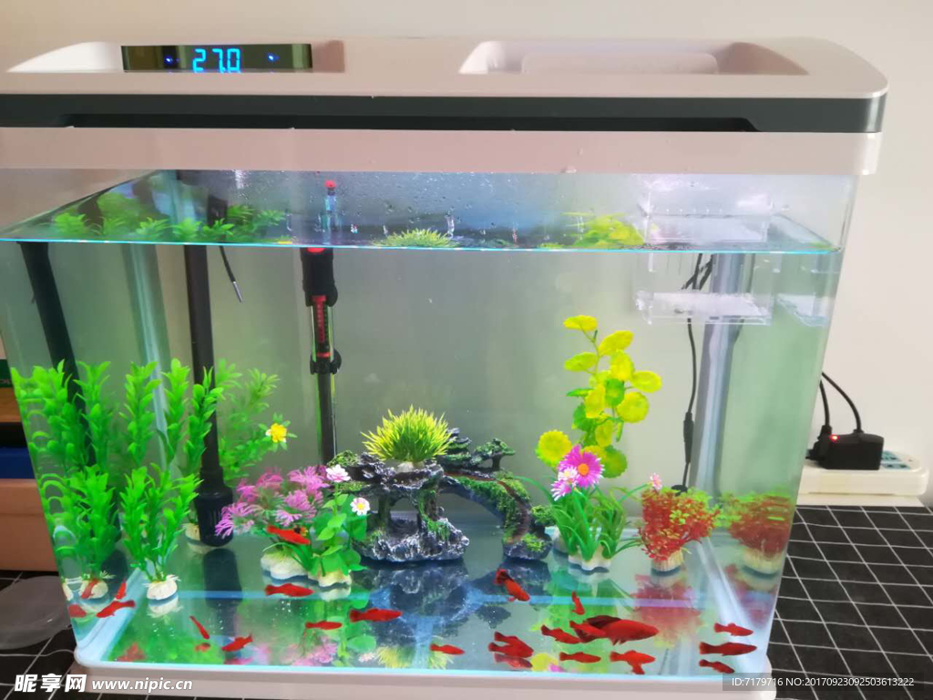 紅箭魚