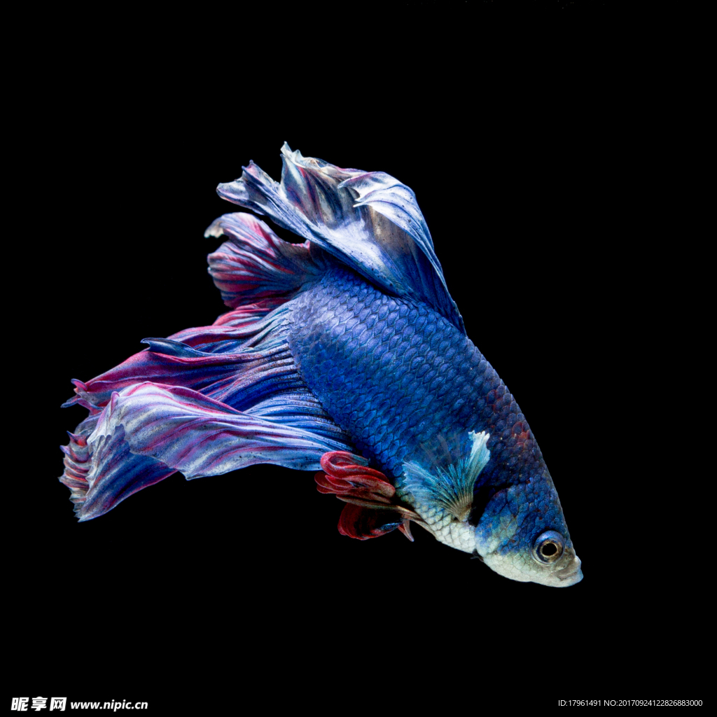 獅子魚(yú)