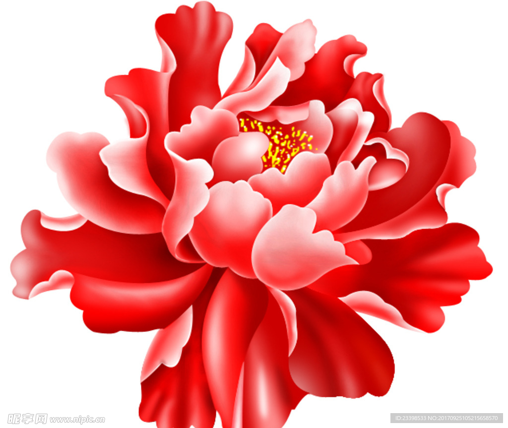 牡丹花