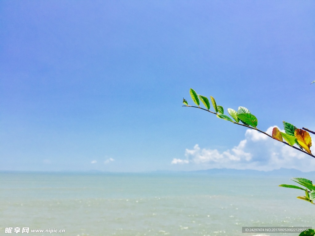 植物與大海