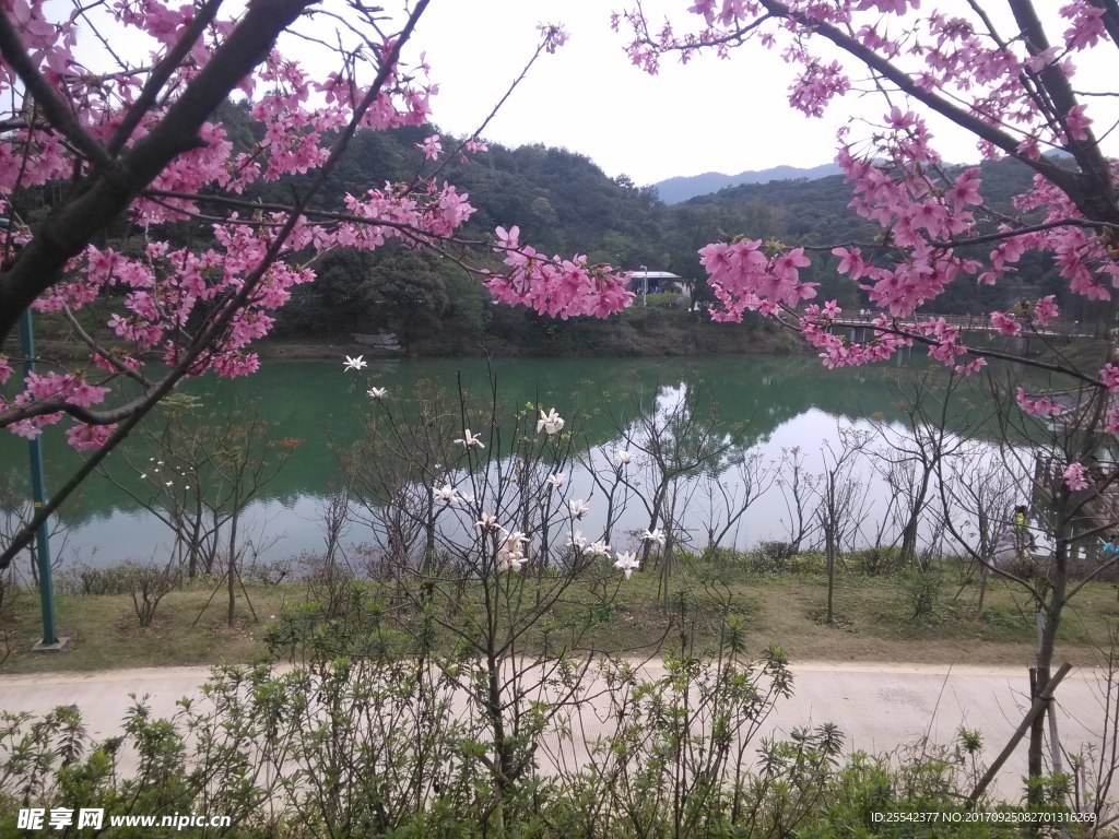 桃花景觀