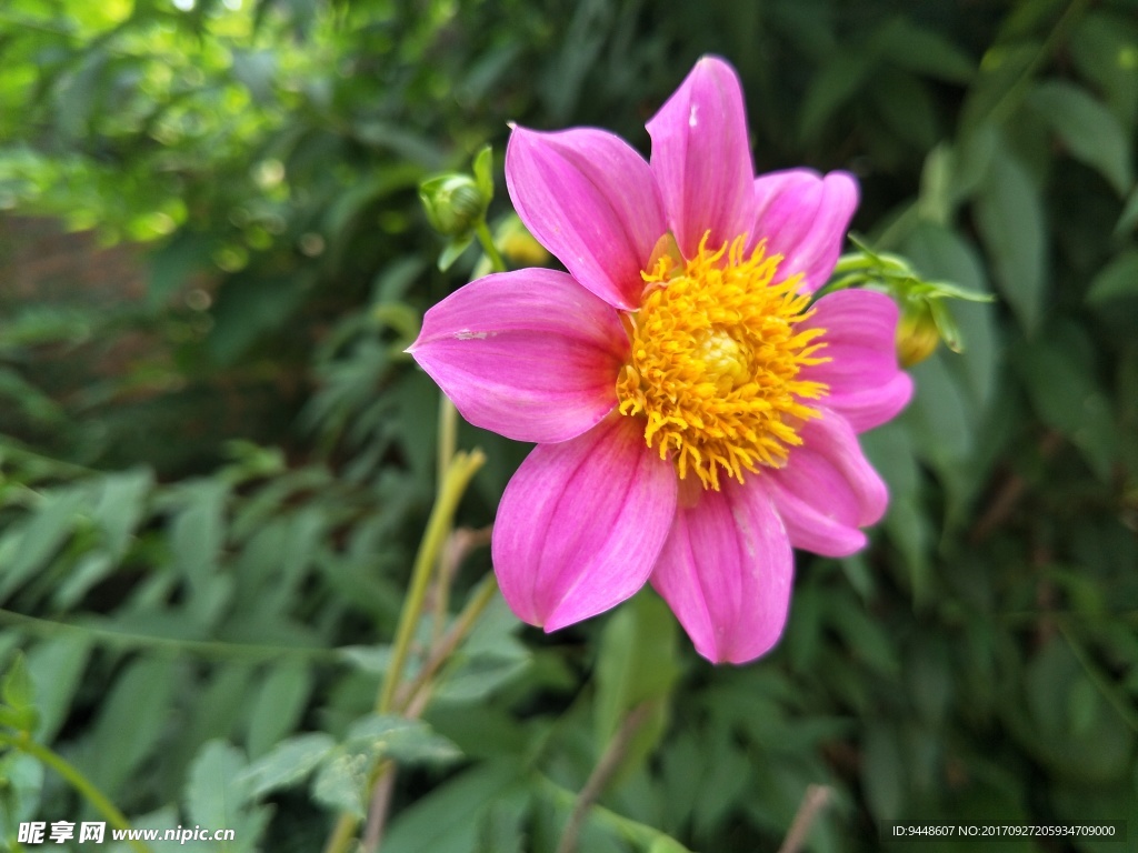 小麗菊
