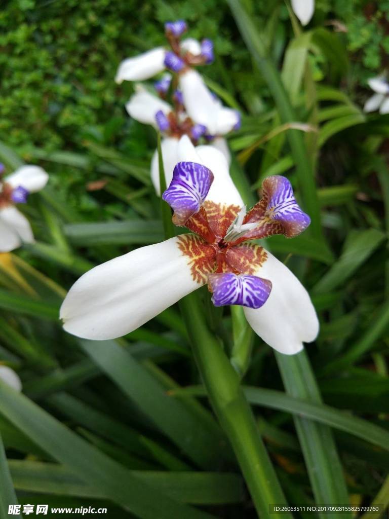 蝴蝶花