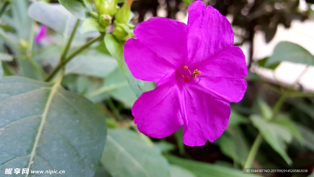 紫茉莉
