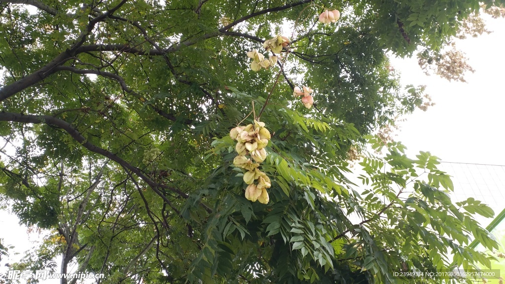 搖錢樹