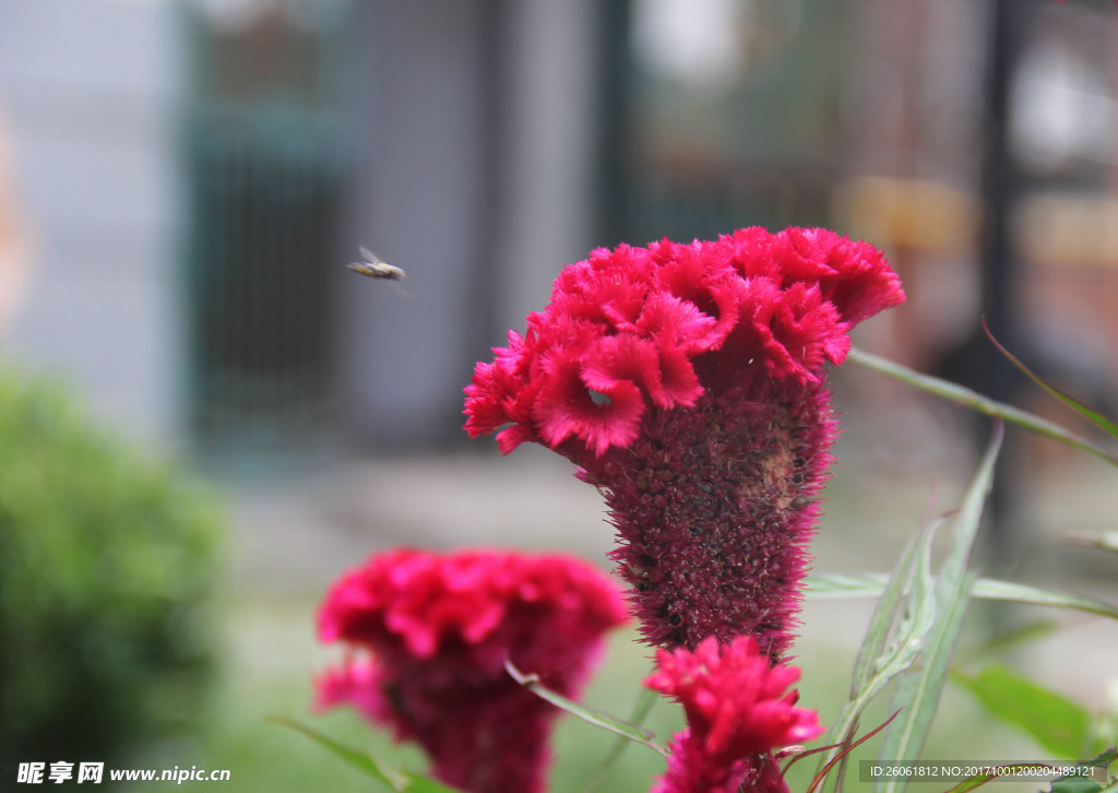 蒼蠅和雞冠花