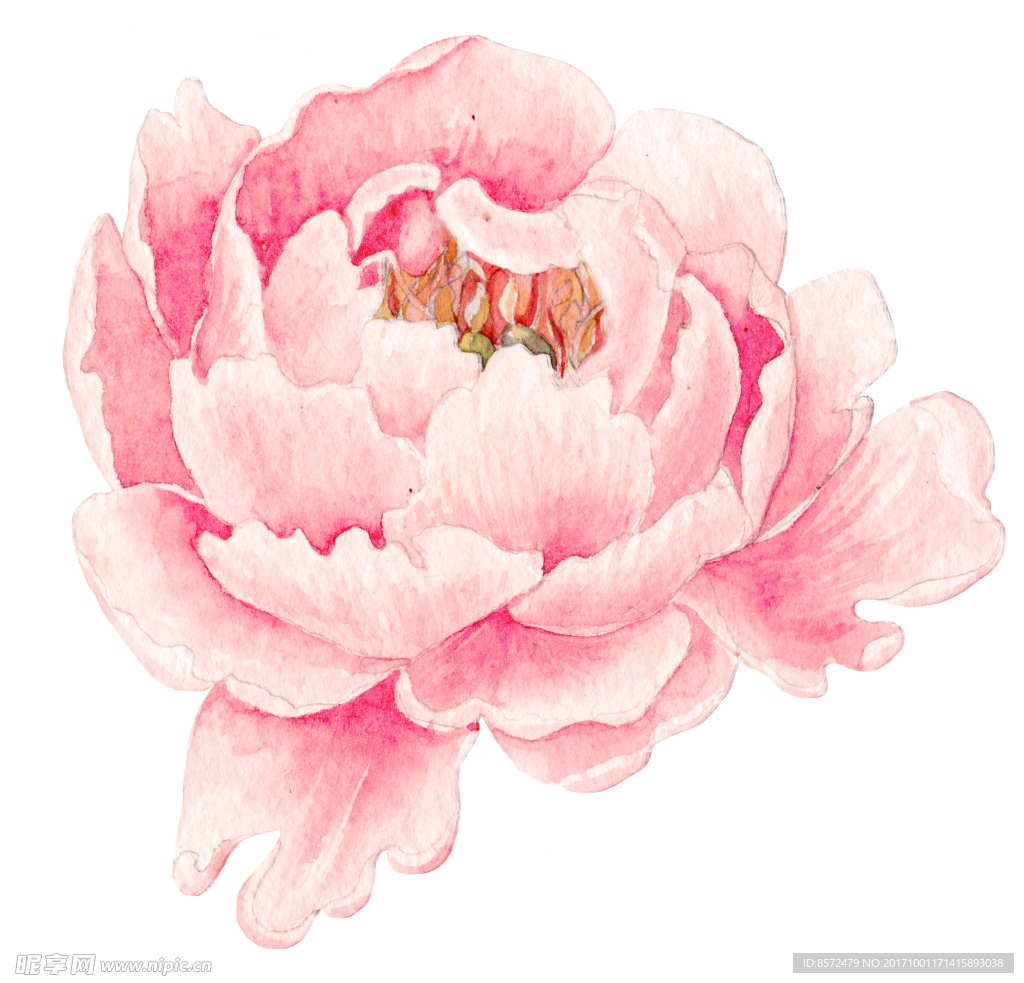 水彩牡丹