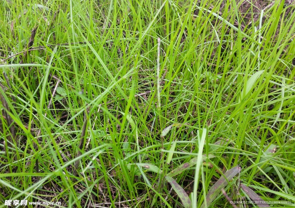 綠色小草
