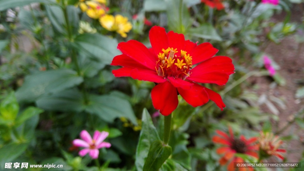 紅色花朵