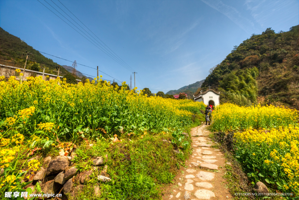 胥嶺村油菜花