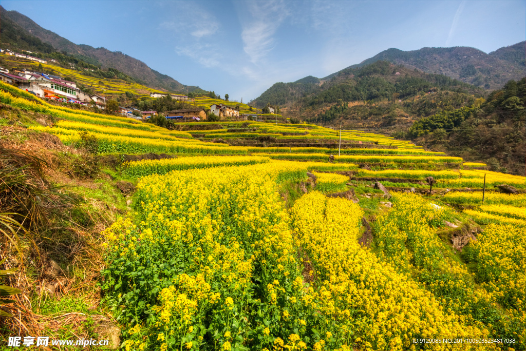 胥嶺村油菜花
