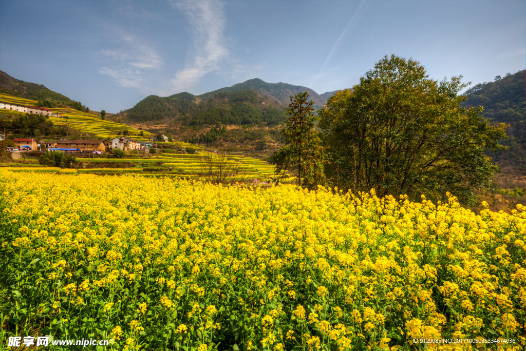 胥岭村油菜花