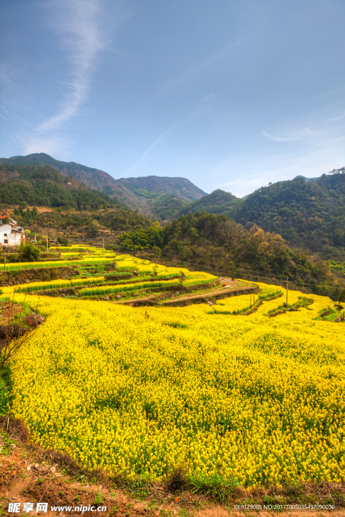 胥岭村油菜花