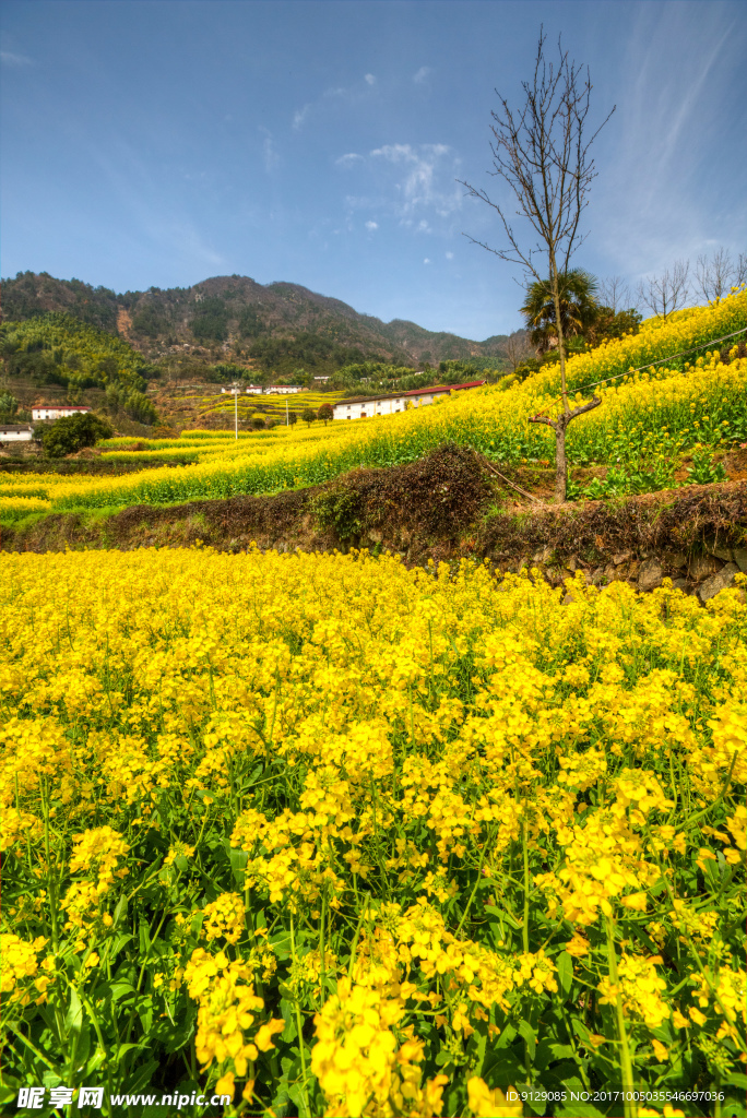 胥嶺村油菜花