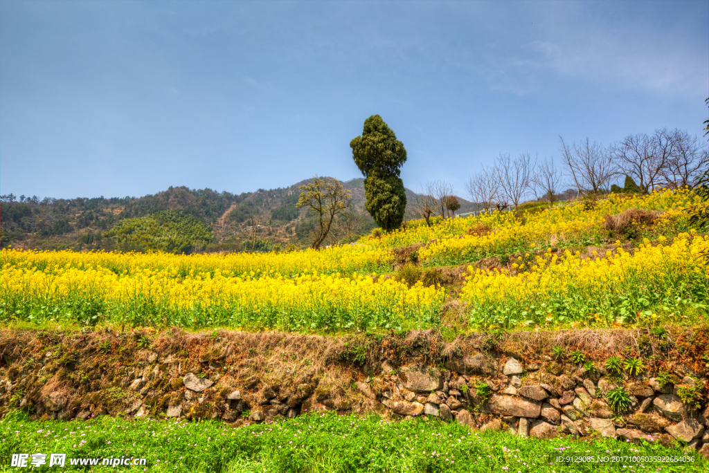 胥岭村油菜花