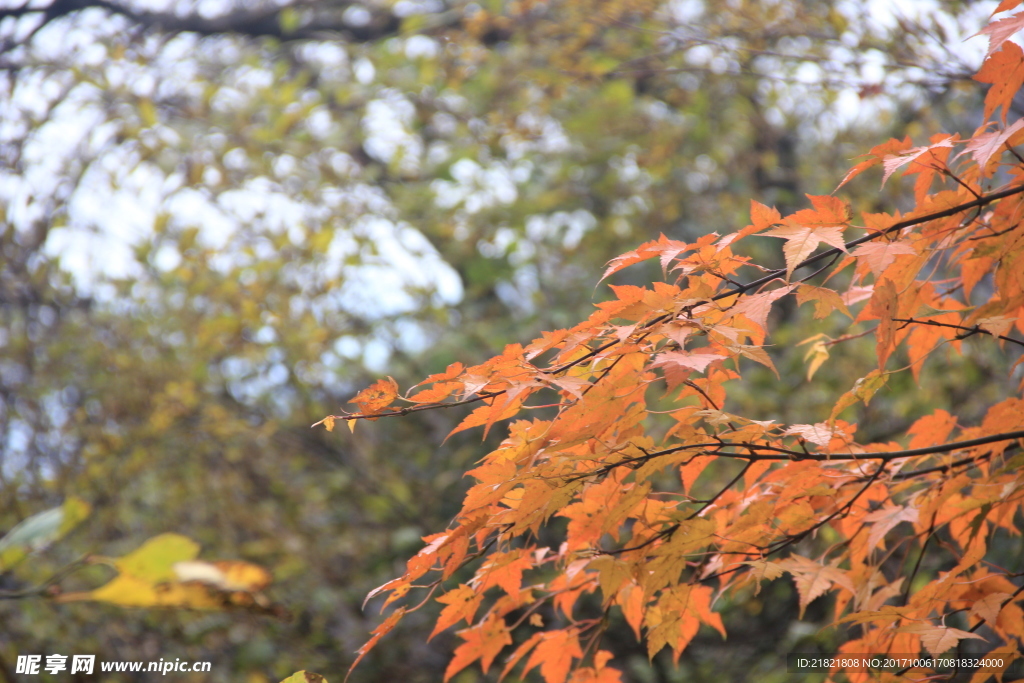 紅葉爛漫